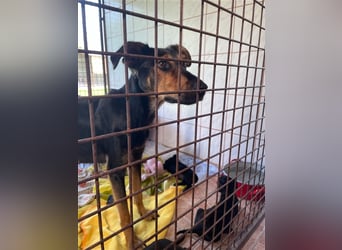 Kifli hat in ihrem jungen Leben nicht viel Gutes erleben dürfen und möchte jetzt endlich geli