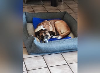 Sportlicher Anton sucht ein neues Zuhause