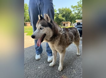 Wasserbegeisteter Husky Hektor such seine "für immer" Menschen !