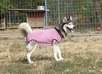 Freundliche und liebe Husky-Mix Dame Magnum mag alle Zwei-und Vierbeiner !