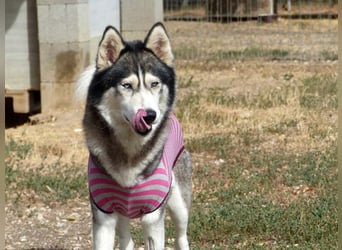 Freundliche und liebe Husky-Mix Dame Magnum mag alle Zwei-und Vierbeiner !