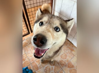 Wasserbegeisteter Husky Hektor such seine "für immer" Menschen !