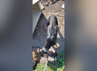 Kifli hat in ihrem jungen Leben nicht viel Gutes erleben dürfen und möchte jetzt endlich geli