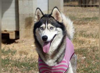 Freundliche und liebe Husky-Mix Dame Magnum mag alle Zwei-und Vierbeiner !