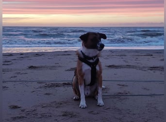 Sportlicher Anton sucht ein neues Zuhause