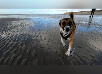 Sportlicher Anton sucht ein neues Zuhause