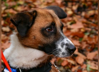 Sportlicher Anton sucht ein neues Zuhause