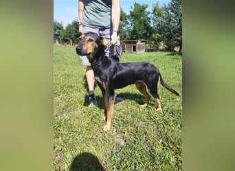 Kifli hat in ihrem jungen Leben nicht viel Gutes erleben dürfen und möchte jetzt endlich geli