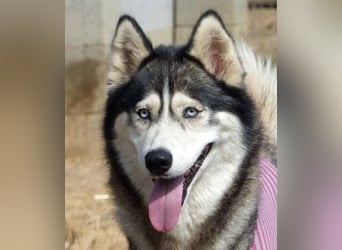 Freundliche und liebe Husky-Mix Dame Magnum mag alle Zwei-und Vierbeiner !