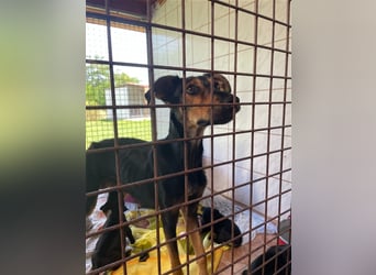 Kifli hat in ihrem jungen Leben nicht viel Gutes erleben dürfen und möchte jetzt endlich geli