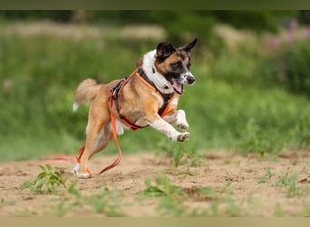 Sportlicher Anton sucht ein neues Zuhause