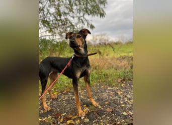 Kifli hat in ihrem jungen Leben nicht viel Gutes erleben dürfen und möchte jetzt endlich geli