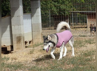 Freundliche und liebe Husky-Mix Dame Magnum mag alle Zwei-und Vierbeiner !