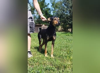 Kifli hat in ihrem jungen Leben nicht viel Gutes erleben dürfen und möchte jetzt endlich geli