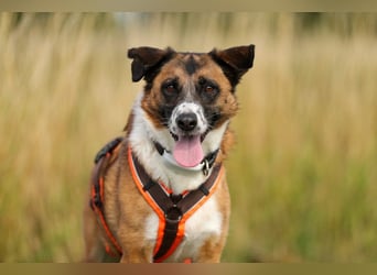 Sportlicher Anton sucht ein neues Zuhause