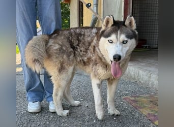 Wasserbegeisteter Husky Hektor such seine "für immer" Menschen !