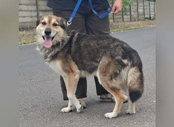 Wolf ist freundlich, aktiv,unkompliziert, lernwillig !