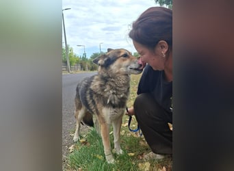 Wolf ist freundlich, aktiv,unkompliziert, lernwillig !