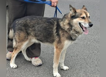 Wolf ist freundlich, aktiv,unkompliziert, lernwillig !