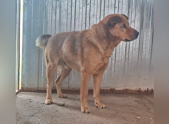Archie sucht Liebe und Geborgenheit !