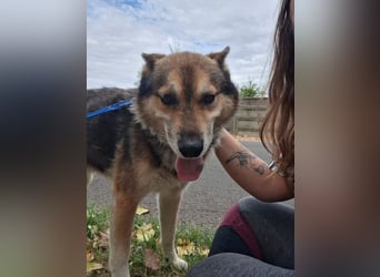 Wolf ist freundlich, aktiv,unkompliziert, lernwillig !