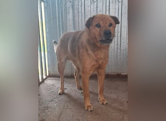 Archie sucht Liebe und Geborgenheit !