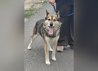 Wolf ist freundlich, aktiv,unkompliziert, lernwillig !