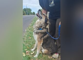 Wolf ist freundlich, aktiv,unkompliziert, lernwillig !