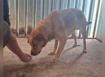 Archie sucht Liebe und Geborgenheit !