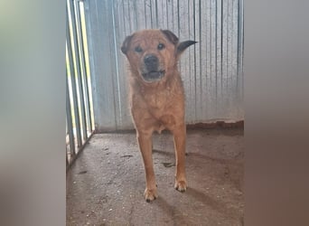 Archie sucht Liebe und Geborgenheit !