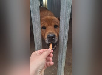 Archie sucht Liebe und Geborgenheit !