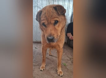Archie sucht Liebe und Geborgenheit !