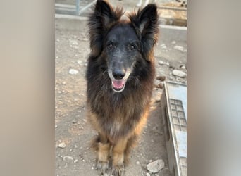 Snorre, geb. ca. 11/2017, lebt in GRIECHENLAND, im städt. Tierheim Serres
