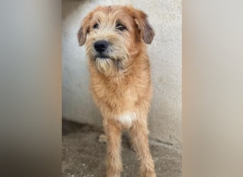 Elkoro, geb. ca. 04/2025, lebt in GRIECHENLAND, auf einer privaten Pflegestelle