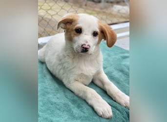 Haku, geb. ca. 08/2025, lebt in GRIECHENLAND, auf einer privaten Pflegestelle