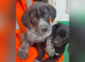 Salix, geb. ca. 11/2025, lebt in GRIECHENLAND, auf einer privaten Pflegestelle