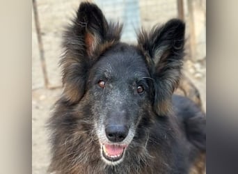 Snorre, geb. ca. 11/2017, lebt in GRIECHENLAND, im städt. Tierheim Serres