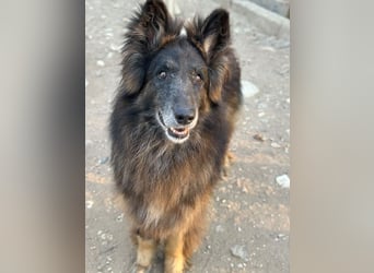Snorre, geb. ca. 11/2017, lebt in GRIECHENLAND, im städt. Tierheim Serres