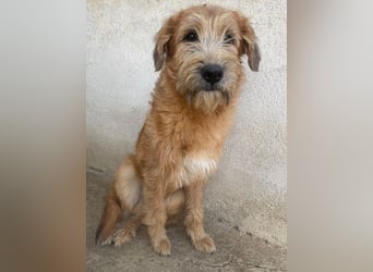 Elkoro, geb. ca. 04/2025, lebt in GRIECHENLAND, auf einer privaten Pflegestelle