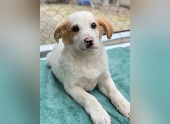 Haku, geb. ca. 08/2025, lebt in GRIECHENLAND, auf einer privaten Pflegestelle