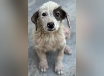 Jari, geb. ca. 05/2026, lebt in GRIECHENLAND, im städt. Tierheim Serres