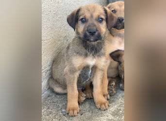 Tadashi, geb. ca. 02/2026, lebt in GRIECHENLAND, im städt. Tierheim Serres