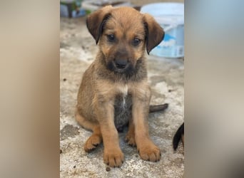 Tadashi, geb. ca. 02/2026, lebt in GRIECHENLAND, im städt. Tierheim Serres