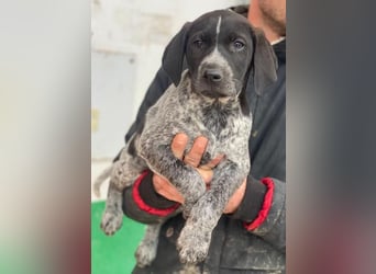 Salix, geb. ca. 11/2025, lebt in GRIECHENLAND, auf einer privaten Pflegestelle