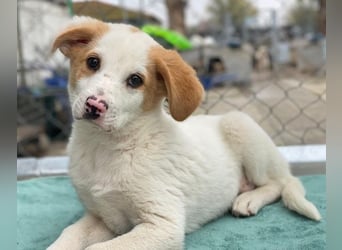 Haku, geb. ca. 08/2025, lebt in GRIECHENLAND, auf einer privaten Pflegestelle