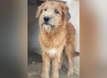 Elkoro, geb. ca. 04/2025, lebt in GRIECHENLAND, auf einer privaten Pflegestelle