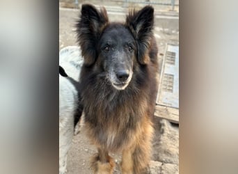 Snorre, geb. ca. 11/2017, lebt in GRIECHENLAND, im städt. Tierheim Serres
