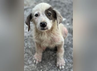 Jari, geb. ca. 05/2026, lebt in GRIECHENLAND, im städt. Tierheim Serres