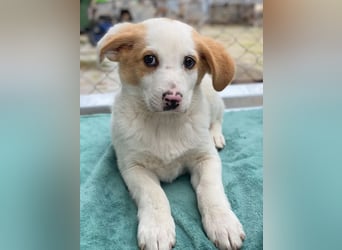 Haku, geb. ca. 08/2025, lebt in GRIECHENLAND, auf einer privaten Pflegestelle