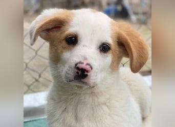 Haku, geb. ca. 08/2025, lebt in GRIECHENLAND, auf einer privaten Pflegestelle